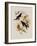 Western Swallow-Tail, Eupetomena Hirundo-John Gould-Framed Giclee Print