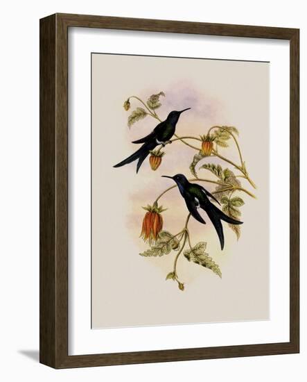 Western Swallow-Tail, Eupetomena Hirundo-John Gould-Framed Giclee Print