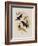 Western Swallow-Tail, Eupetomena Hirundo-John Gould-Framed Giclee Print