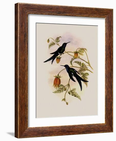 Western Swallow-Tail, Eupetomena Hirundo-John Gould-Framed Giclee Print