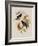 Western Swallow-Tail, Eupetomena Hirundo-John Gould-Framed Giclee Print