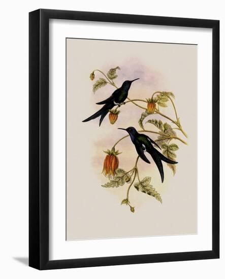 Western Swallow-Tail, Eupetomena Hirundo-John Gould-Framed Giclee Print