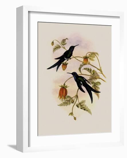 Western Swallow-Tail, Eupetomena Hirundo-John Gould-Framed Giclee Print