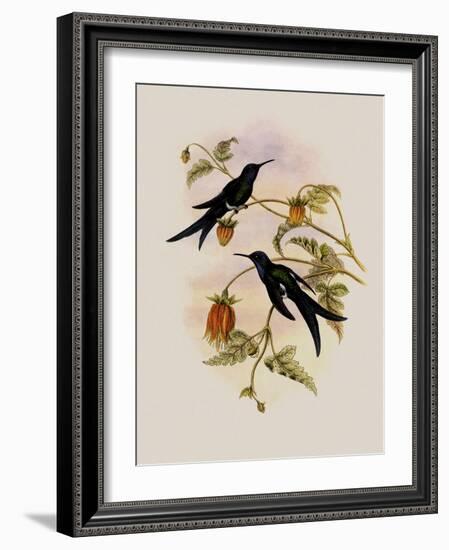 Western Swallow-Tail, Eupetomena Hirundo-John Gould-Framed Giclee Print