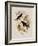 Western Swallow-Tail, Eupetomena Hirundo-John Gould-Framed Giclee Print