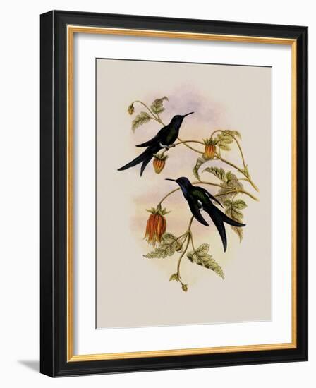 Western Swallow-Tail, Eupetomena Hirundo-John Gould-Framed Giclee Print