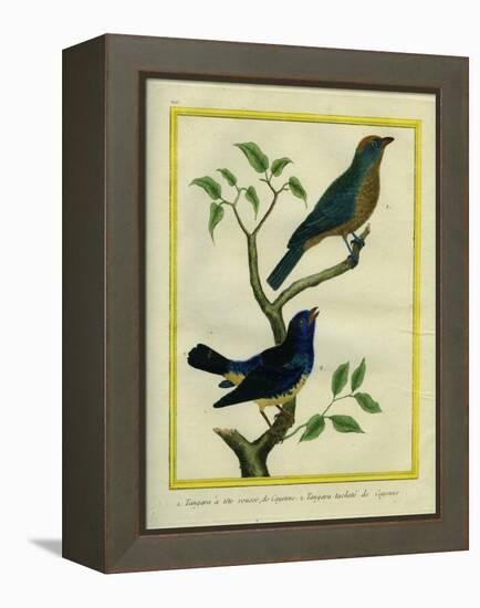 Western Tanager Et Spotted Tanager-Georges-Louis Buffon-Framed Premier Image Canvas