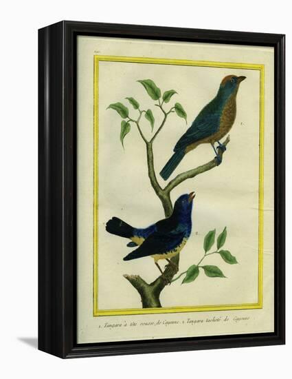 Western Tanager Et Spotted Tanager-Georges-Louis Buffon-Framed Premier Image Canvas