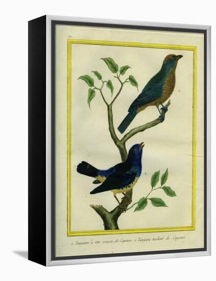 Western Tanager Et Spotted Tanager-Georges-Louis Buffon-Framed Premier Image Canvas