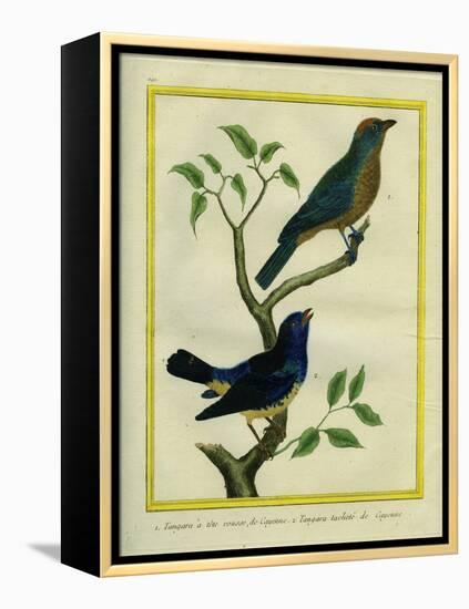 Western Tanager Et Spotted Tanager-Georges-Louis Buffon-Framed Premier Image Canvas