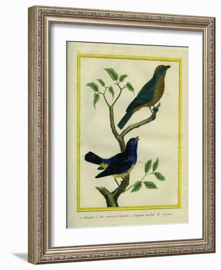 Western Tanager Et Spotted Tanager-Georges-Louis Buffon-Framed Giclee Print