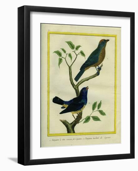 Western Tanager Et Spotted Tanager-Georges-Louis Buffon-Framed Giclee Print