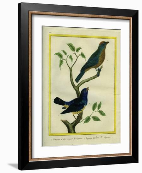 Western Tanager Et Spotted Tanager-Georges-Louis Buffon-Framed Giclee Print