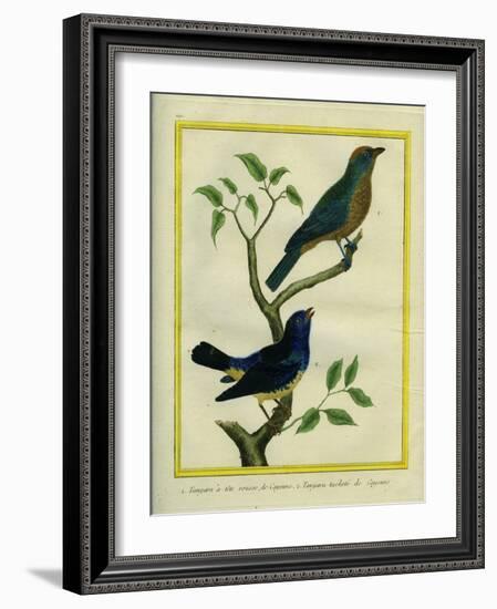 Western Tanager Et Spotted Tanager-Georges-Louis Buffon-Framed Giclee Print