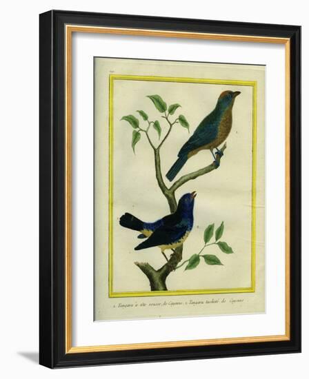 Western Tanager Et Spotted Tanager-Georges-Louis Buffon-Framed Giclee Print