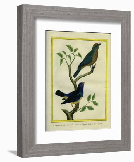 Western Tanager Et Spotted Tanager-Georges-Louis Buffon-Framed Giclee Print