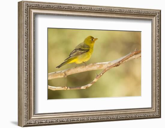 Western Tanager Female-Joe McDonald-Framed Photographic Print