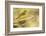 Western Tanager Female-Joe McDonald-Framed Photographic Print