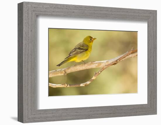 Western Tanager Female-Joe McDonald-Framed Photographic Print