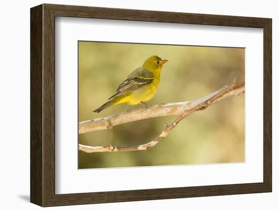 Western Tanager Female-Joe McDonald-Framed Photographic Print