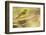 Western Tanager Female-Joe McDonald-Framed Photographic Print