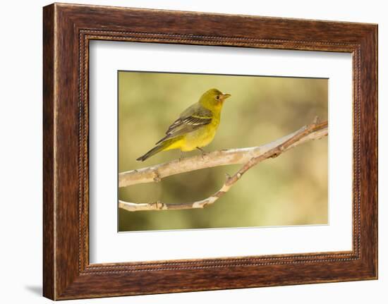 Western Tanager Female-Joe McDonald-Framed Photographic Print