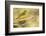 Western Tanager Female-Joe McDonald-Framed Photographic Print