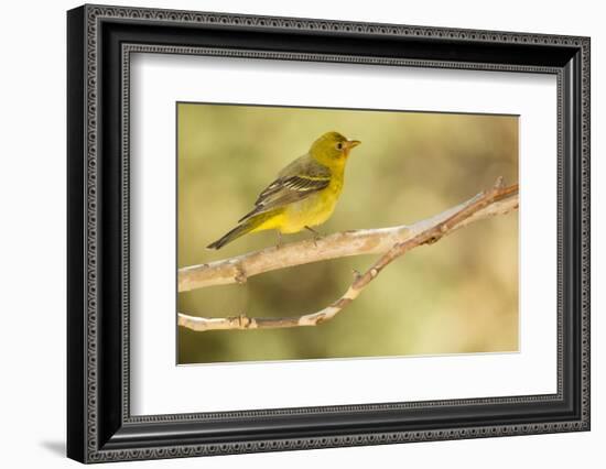 Western Tanager Female-Joe McDonald-Framed Photographic Print