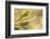 Western Tanager Female-Joe McDonald-Framed Photographic Print