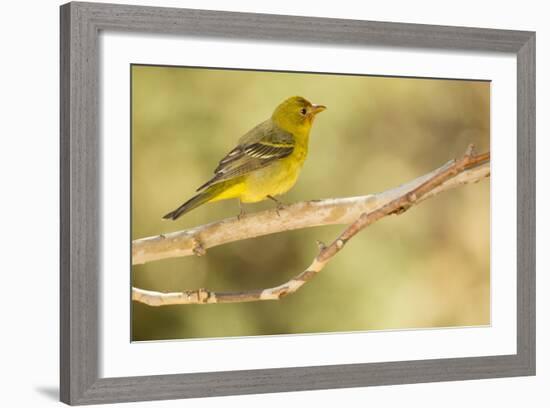 Western Tanager Female-Joe McDonald-Framed Photographic Print