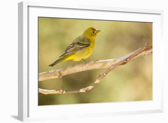 Western Tanager Female-Joe McDonald-Framed Photographic Print