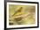 Western Tanager Female-Joe McDonald-Framed Photographic Print