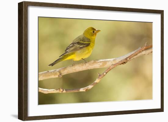 Western Tanager Female-Joe McDonald-Framed Photographic Print