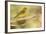 Western Tanager Female-Joe McDonald-Framed Photographic Print