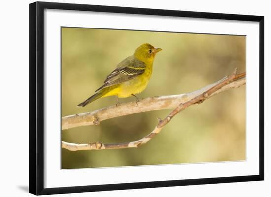 Western Tanager Female-Joe McDonald-Framed Photographic Print