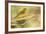 Western Tanager Female-Joe McDonald-Framed Photographic Print