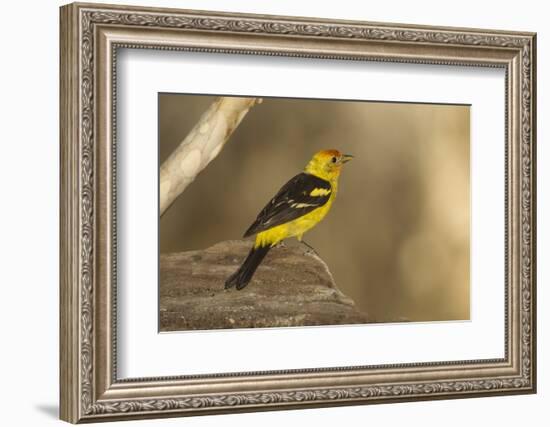 Western Tanager Male-Joe McDonald-Framed Photographic Print