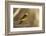 Western Tanager Male-Joe McDonald-Framed Photographic Print