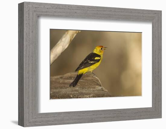 Western Tanager Male-Joe McDonald-Framed Photographic Print