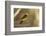 Western Tanager Male-Joe McDonald-Framed Photographic Print