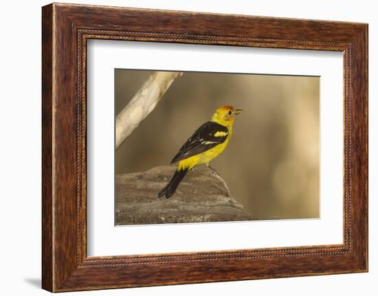 Western Tanager Male-Joe McDonald-Framed Photographic Print