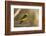 Western Tanager Male-Joe McDonald-Framed Photographic Print