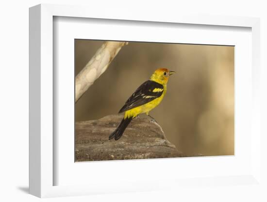 Western Tanager Male-Joe McDonald-Framed Photographic Print