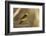Western Tanager Male-Joe McDonald-Framed Photographic Print
