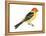 Western Tanager (Piranga Ludoviciana), Birds-Encyclopaedia Britannica-Framed Stretched Canvas