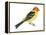 Western Tanager (Piranga Ludoviciana), Birds-Encyclopaedia Britannica-Framed Stretched Canvas