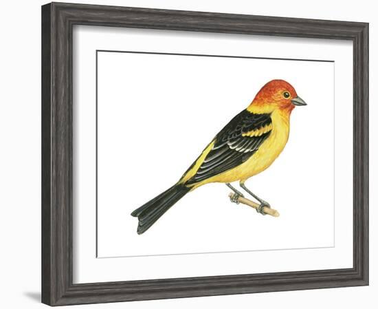 Western Tanager (Piranga Ludoviciana), Birds-Encyclopaedia Britannica-Framed Art Print