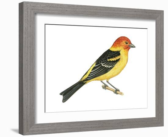 Western Tanager (Piranga Ludoviciana), Birds-Encyclopaedia Britannica-Framed Art Print