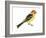 Western Tanager (Piranga Ludoviciana), Birds-Encyclopaedia Britannica-Framed Art Print