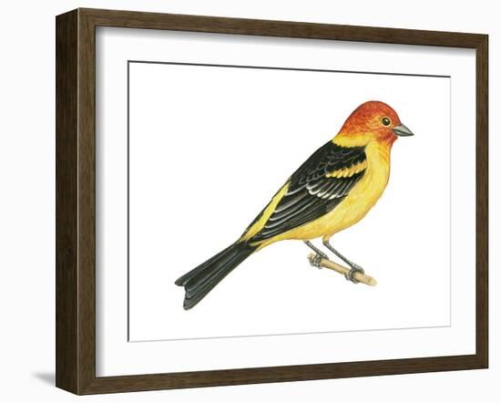 Western Tanager (Piranga Ludoviciana), Birds-Encyclopaedia Britannica-Framed Art Print